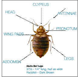 Bed Bugs / Percevejo de Cama