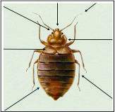 Bed Bugs / Percevejo de Cama