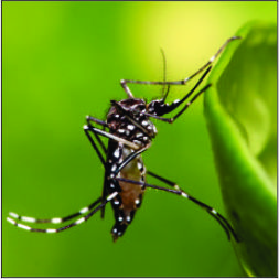 Dengue / Aedes aegypti