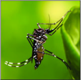 Dengue / Aedes aegypti